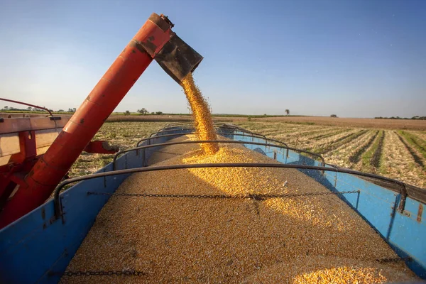 Corn harvest — Stock Photo, Image