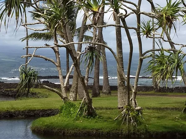 Hawaii Big Island Hilo Ocean Trees — Stock Photo, Image