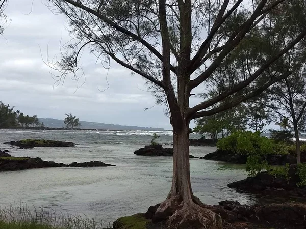 Hawaii Grande Isola Hilo Alberi Oceanici — Foto Stock