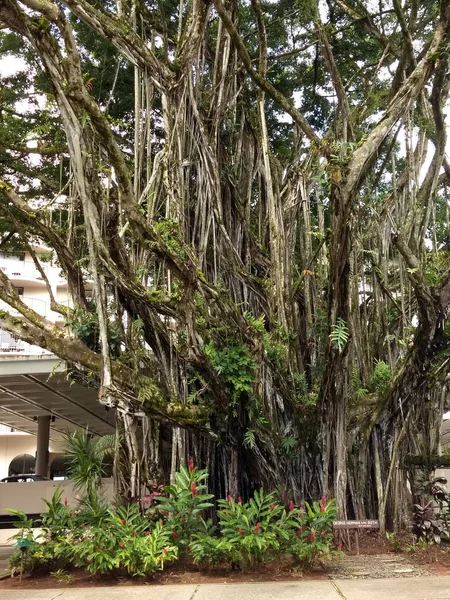 Aloha with trees on Big Island Hawaii