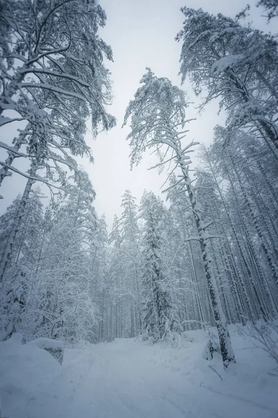 Winter landscape in the snowy forest in Russia