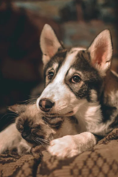 Friendly puppy and kitten lying in an embrace
