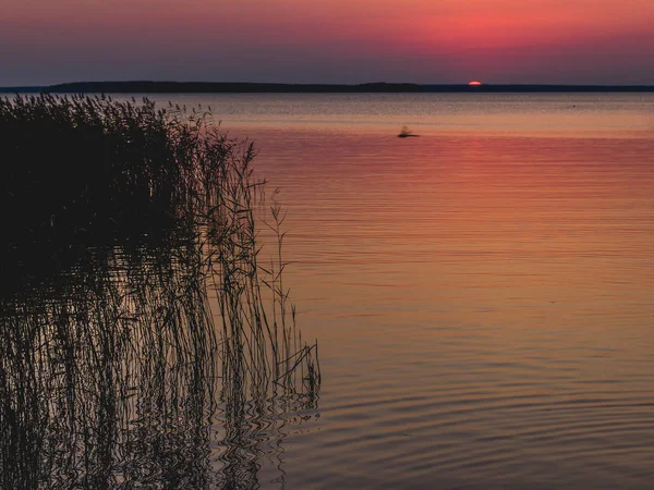 Захід сонця над озером з очеретом і травами на передньому плані — стокове фото