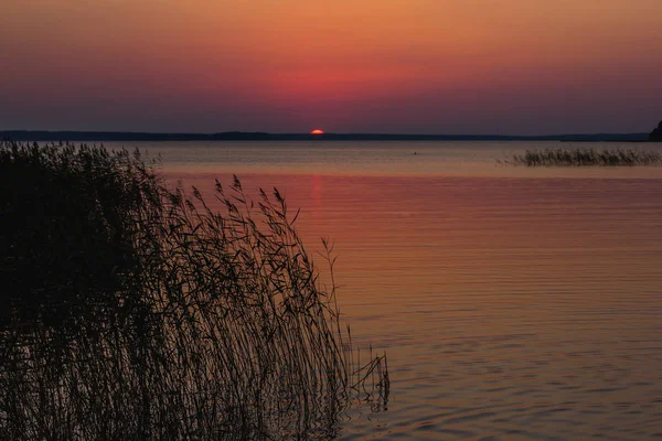 Закат над озером с тростником и травой на переднем плане — стоковое фото
