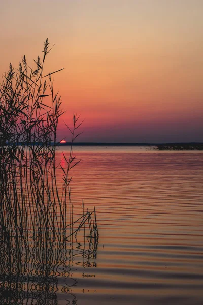 Захід сонця над озером з очеретом і травами на передньому плані — стокове фото