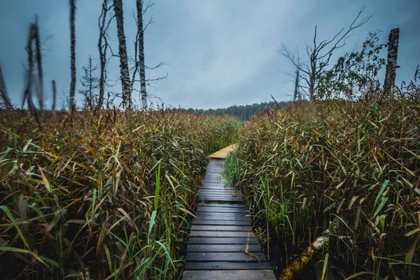 Stretto Ponte Legno Palude Natura Incredibile — Foto Stock