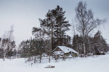 Uzun boylu ağaçlar ve kış orman eski ahşap evde güzel kar kaplı