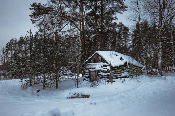 Bela neve coberta de árvores altas e velha casa de madeira em uma floresta de inverno — Fotografia de Stock