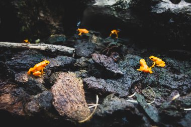 Zehirli kurbağa, zehirli dart kurbağası Phyllobates Terribilis. Sarı turuncu Tropikal Kurbağa.