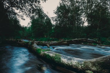 Yaz ormanında akarsu akan bir nehrin akarsudaki kırık bir ağacın üzerinden geçen harika bir fotoğrafı.