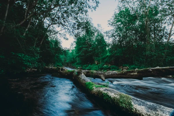 Чудова фотографія річки з проточною водою через зламане дерево над струмком у літньому лісі Стокова Картинка