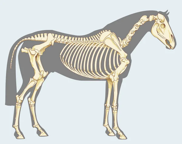 Ilustracja Naukowych Koń Białym Tle Błękitne Niebo Szkielet — Wektor stockowy