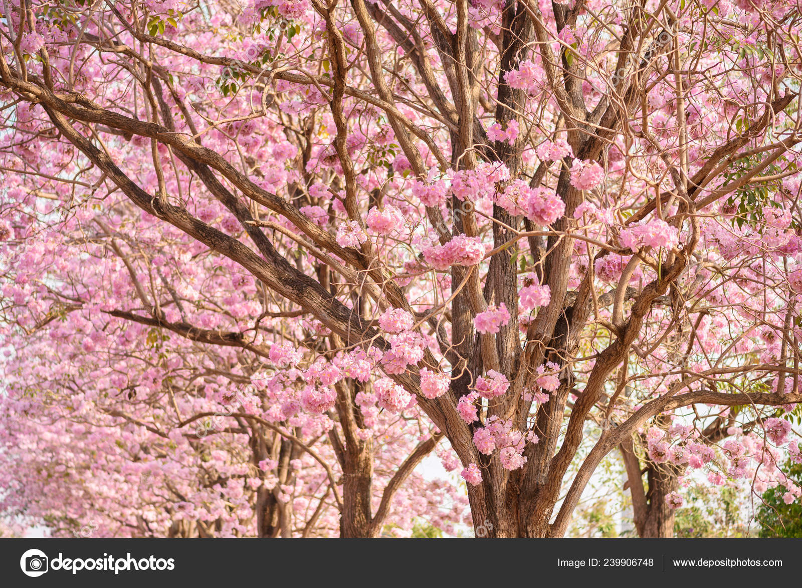 Tabebuia Rosea Pink Flower Neotropical Tree Common Name Pink Trumpet Stock Photo Image By C Nipastock Gmail Com 239906748