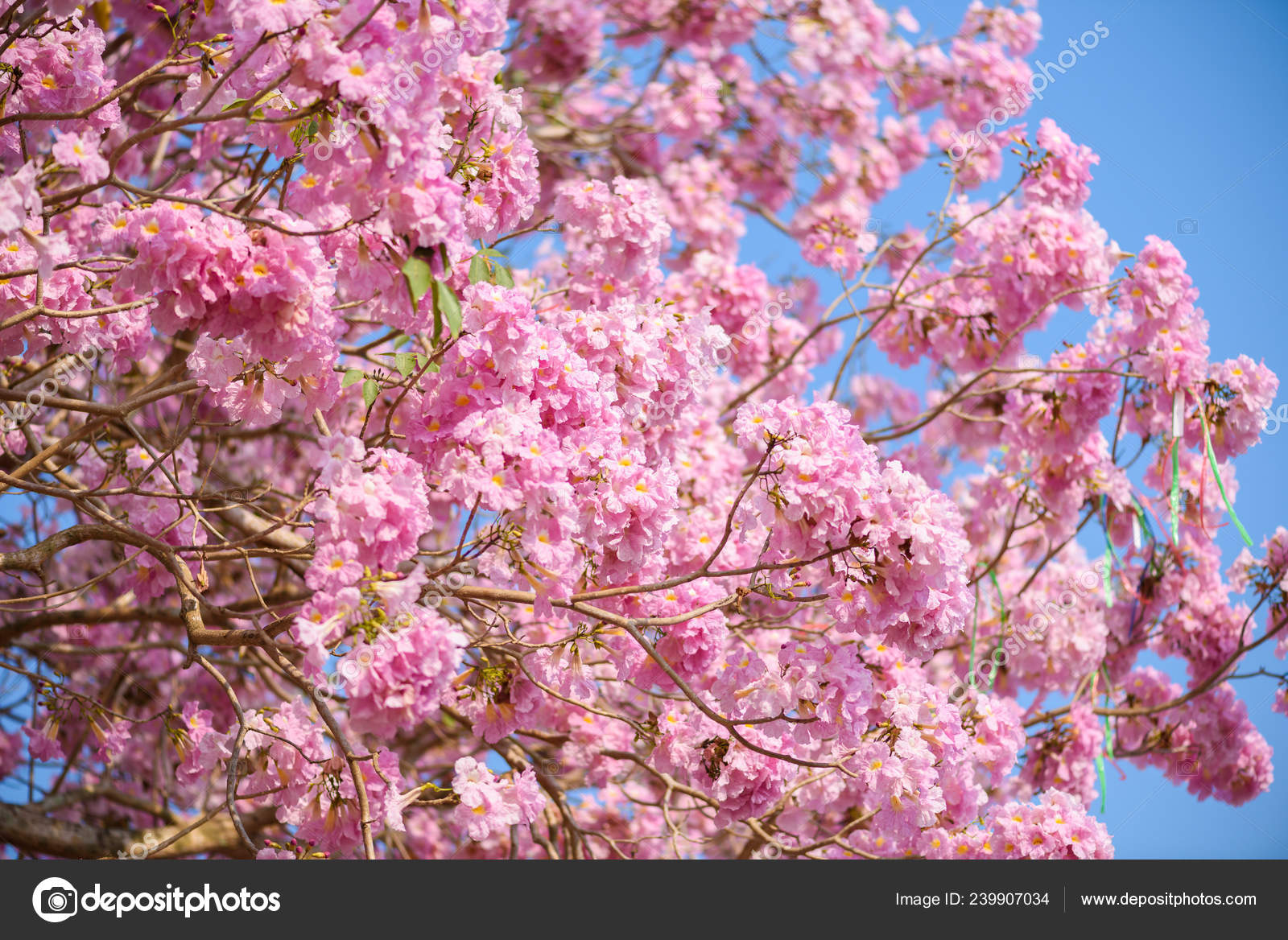 Pink Trumpet Tree