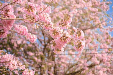 Tabebuia rosea Pembe çiçek Neotropik ağaç var. ortak ad pembe trompet ağacının, pembe poui, pembe tecoma, pembe trompet ağaç, Basant rani