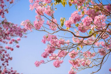 Tabebuia rosea bir pembe çiçek Neotropik ağaç ve mavi gökyüzü var. ortak ad pembe trompet ağacının, pembe poui, pembe tecoma, pembe trompet ağaç, Basant rani