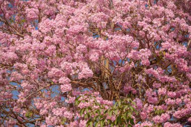 Tabebuia rosea Pembe çiçek Neotropik ağaç var. ortak ad pembe trompet ağacının, pembe poui, pembe tecoma, pembe trompet ağaç, Basant rani