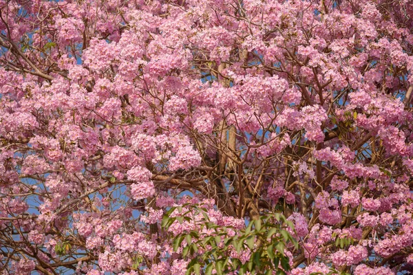 Tabebuia rosea Pembe çiçek Neotropik ağaç var. ortak ad pembe trompet ağacının, pembe poui, pembe tecoma, pembe trompet ağaç, Basant rani