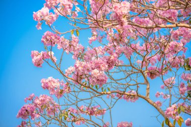 Tabebuia rosea bir pembe çiçek Neotropik ağaç ve mavi gökyüzü var. ortak ad pembe trompet ağacının, pembe poui, pembe tecoma, pembe trompet ağaç, Basant rani