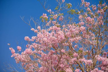 Tabebuia rosea bir pembe çiçek Neotropik ağaç ve mavi gökyüzü var. ortak ad pembe trompet ağacının, pembe poui, pembe tecoma, pembe trompet ağaç, Basant rani