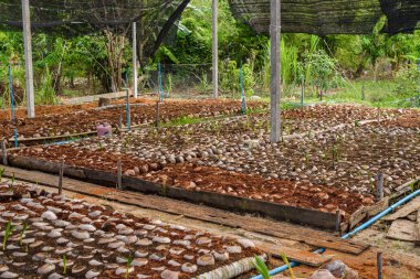 Genç Hindistan cevizine parfüm Hindistan cevizi yetiştirme çiftlikleri kreş gruptaki dönüştürme