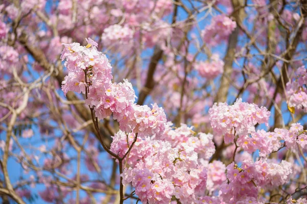 Tabebuia Rosea Pink Flower Neotropical Tree Common Name Pink Trumpet — Stock Photo, Image