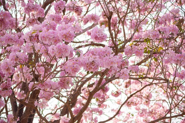 Tabebuia Rosea Uma Árvore Neotropical Pink Flower Nome Comum Árvore — Fotografia de Stock
