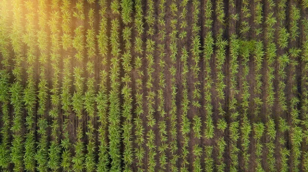 Vue Aérienne Champ Campagne Vert Avec Des Lignes Rangée Thaïlande — Photo