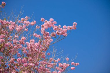 Tabebuia rosea bir pembe çiçek Neotropik ağaç ve mavi gökyüzü var. ortak ad pembe trompet ağacının, pembe poui, pembe tecoma, pembe trompet ağaç, Basant rani