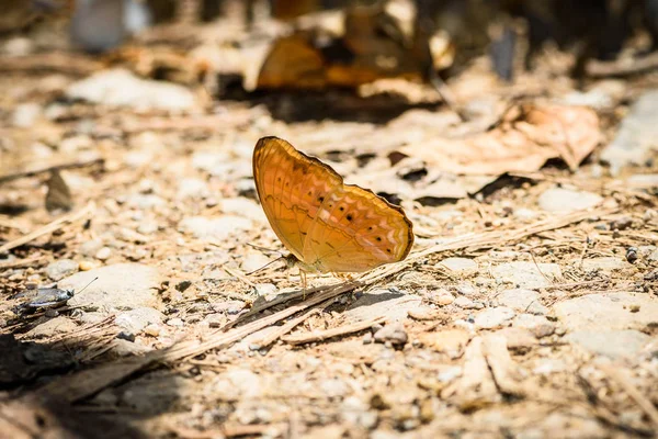 收集水在地板上的许多粉蝶科蝴蝶 蝴蝶喂养矿物盐沼在森林 Krachan 国家公园 — 图库照片