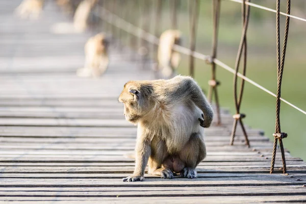 Macaca Fascicularis Crab Eating Macaque Duduk Kayu Suspension Jembatan Kaeng — Stok Foto