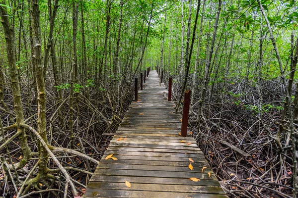 Nature learning path, made from wooden, and walk through Ceriops tagal forest in mangrove forest. Nature Preserve and Fores