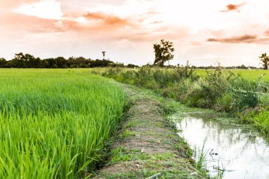 Tayland pirinç alan
