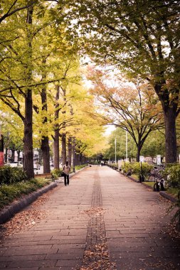 ginkgo ağaçları, Yamashita-Park, Yokohama, Japonya