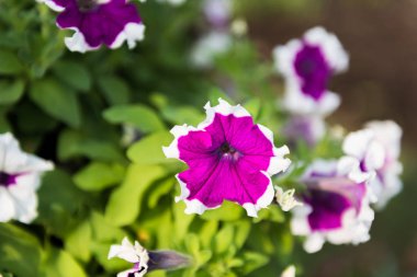 güzel Petunya çiçek closeup olduğunu