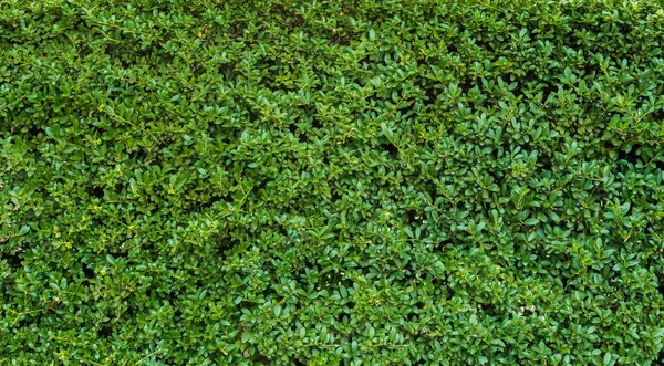 Зеленый Лист Фона Текстуры — стоковое фото