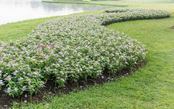 Vita Vattenkrasse Blommor Trädgården Stockbild