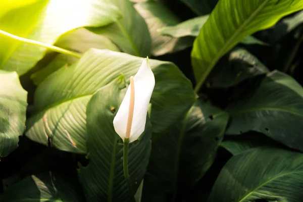 Closeup White Spadix Flower — Stock Photo, Image