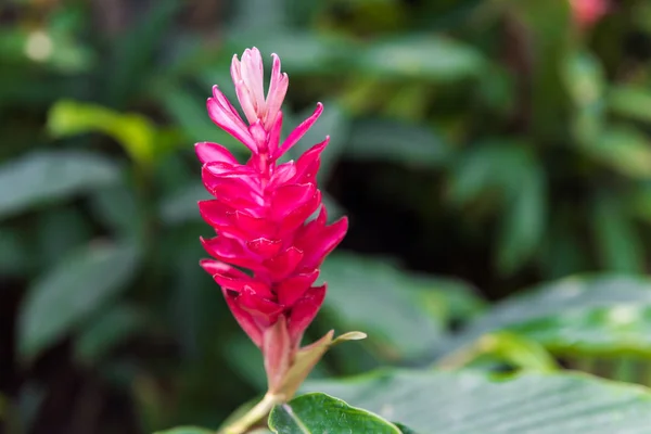 Beautiful Tropical Red Ginger Flower — Stock Photo, Image