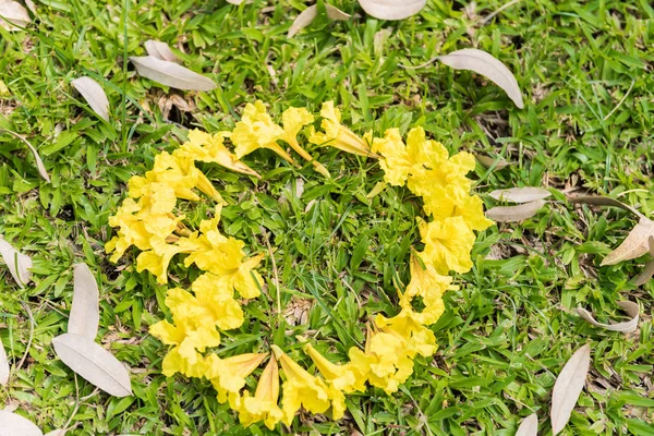 yellow flowers arranged in a heart shape on the green grass