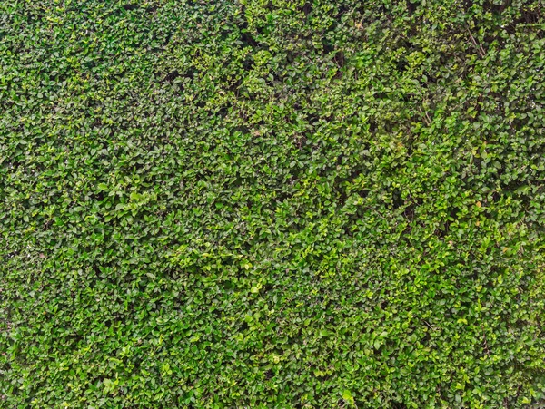 Green Leaf Background Texture — Stock Photo, Image