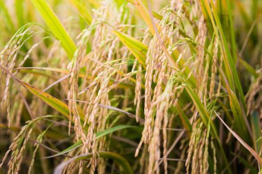 Pirinç alan doğada closeup