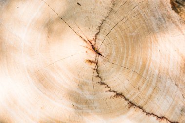 çam ahşap arka plan doku