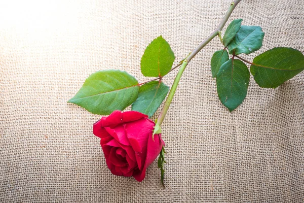 Κόκκινο Τριαντάφυλλο Λινάτσα Φόντο — Φωτογραφία Αρχείου