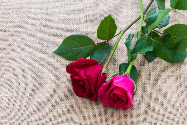 Κόκκινο Τριαντάφυλλο Λινάτσα Φόντο — Φωτογραφία Αρχείου