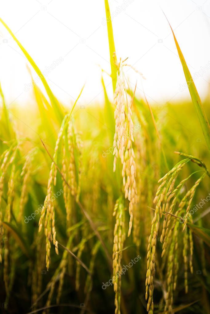 closeup of Rice field in nature