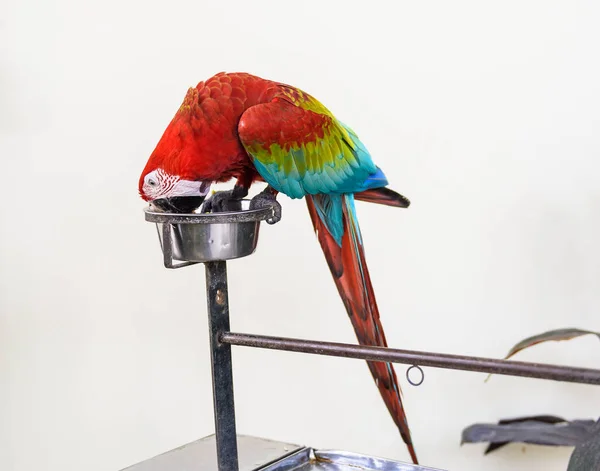 Een Paar Van Rood Blauw Macaws Eten — Stockfoto