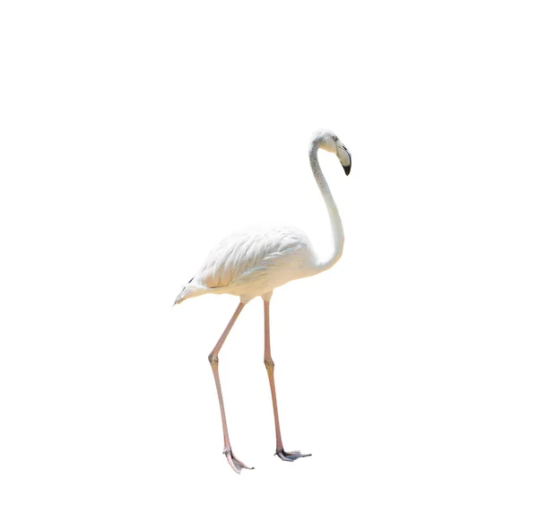 Flamingo Pájaro Caminando Sobre Fondo Blanco Con Camino Recorte — Foto de Stock