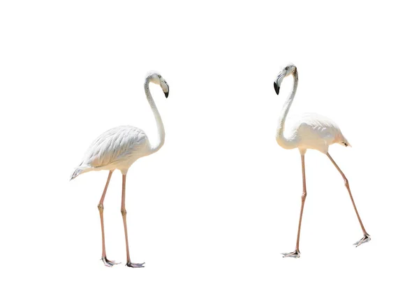 Flamingo Pájaro Caminando Sobre Fondo Blanco Con Camino Recorte —  Fotos de Stock