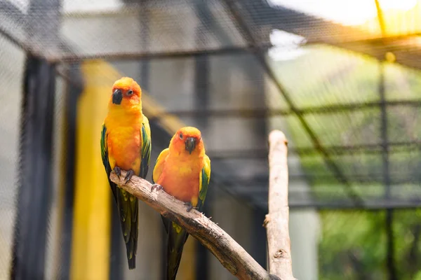 Piękne Kolorowe Papugi Conure Słońce Aratinga Solstitialis Upierzenie Złoty Żółty — Zdjęcie stockowe
